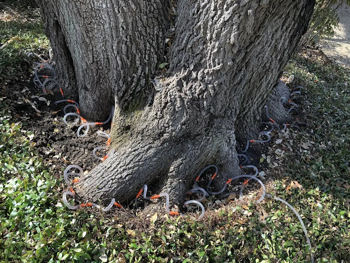 Detailed Tree Cabling and Bracing job site in Box Elder